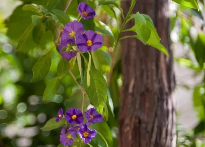 With Parking Space - 8817 Appartamento *